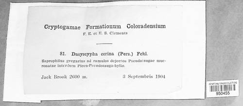 Neodasyscypha cerina image